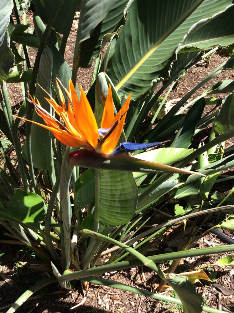 Aloha Tutoring Service - reading tutor in Honolulu, HI