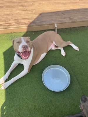 Fetch Park O4W by null