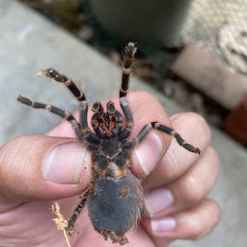Home Pest Solutions - Although tarantulas are gentle giants your home is no place for them - Pest Control Near Me Home Pest Solutions - Although tarantulas are gentle giants your home is no place for them - Pest Control Near Me
