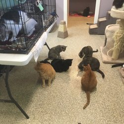 morgan county humane society ga