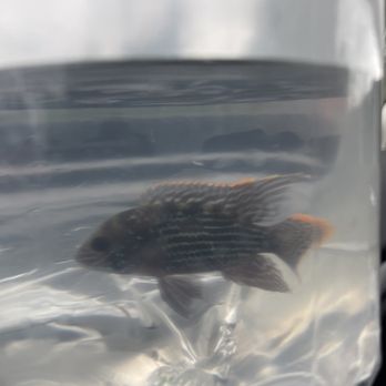 Ultimate Aquarium - New fish! - Aquarium Services Near Me - San Mateo, California