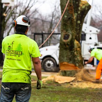 Monster Tree Service - Tree Services Near Me Monster Tree Service - Tree Services Near Me