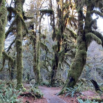 Hoh Rainforest - Hiking Near Me - Forks, Washington Hoh Rainforest - Hiking Near Me - Forks, Washington