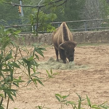 Cameron Park Zoo - Zoos Near Me - Waco, Texas Cameron Park Zoo - Zoos Near Me - Waco, Texas