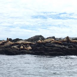 Sea lions Sea lions