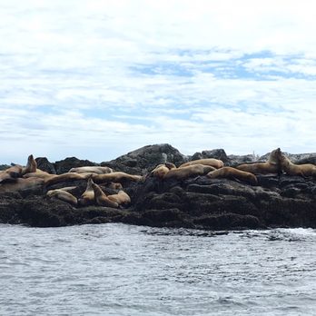 R & R Charters - Sea lions - Boat Charters Near Me - Anacortes, Washington R & R Charters - Sea lions - Boat Charters Near Me - Anacortes, Washington