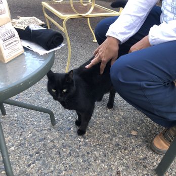 Mariposa Coffee Company - Very friendly kitty - Coffee Roasteries Near Me - Mariposa, California Mariposa Coffee Company - Very friendly kitty - Coffee Roasteries Near Me - Mariposa, California