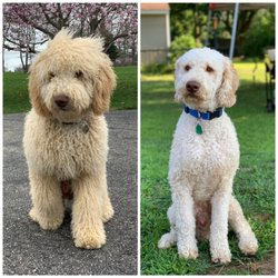 Amazing Animalz - Baker before and after his summer cut from Pat!