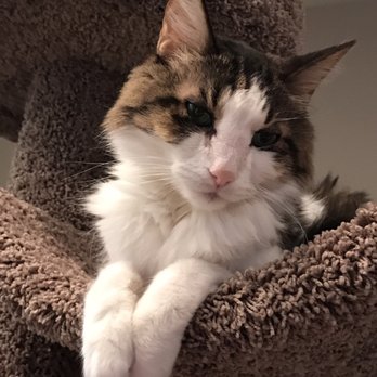 The Cat Hospital - Doing well! - Veterinarians Near Me - Campbell, California