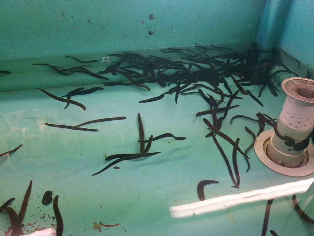 SAFE HARBOR BAIT AND TACKLE Updated September 2024 1111 Fuhrmann Blvd, Buffalo, New York