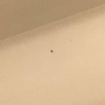 Hilton Garden Inn Covington/Mandeville - Bug on the tub - Hotels Near Me - Covington, Louisiana Hilton Garden Inn Covington/Mandeville - Bug on the tub - Hotels Near Me - Covington, Louisiana