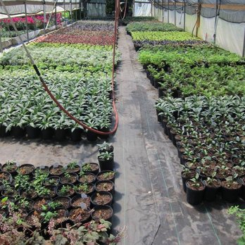 Twin Orchards Nursery - Greenhouse 14 (yes, they have a great many greenhouses) - Nurseries & Gardening Near Me - Excelsior, Minnesota Twin Orchards Nursery - Greenhouse 14 (yes, they have a great many greenhouses) - Nurseries & Gardening Near Me - Excelsior, Minnesota