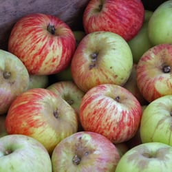 Munch Apples - Gravenstein Apples - put them on your bucket list!