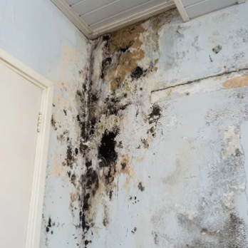 PCC Cleaning and Restoration - Mold Remediation & Removal Tulsa by PCC Cleaning and Restoration - Damage Restoration Near Me - Tulsa, Oklahoma PCC Cleaning and Restoration - Mold Remediation & Removal Tulsa by PCC Cleaning and Restoration - Damage Restoration Near Me - Tulsa, Oklahoma