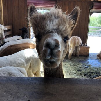 Buck Brook Alpacas - Attraction Farms Near Me - Roscoe, New York Buck Brook Alpacas - Attraction Farms Near Me - Roscoe, New York
