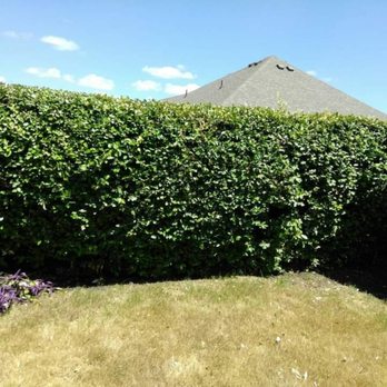 Martinez Lawn Care - Shape it up - Lawn Services Near Me Martinez Lawn Care - Shape it up - Lawn Services Near Me