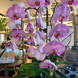 Orchids Anonymous