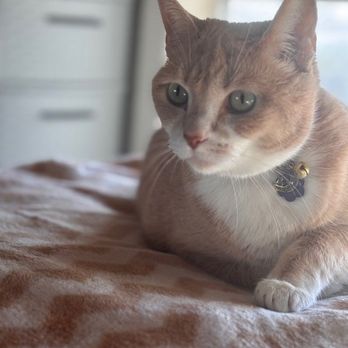 Austin Cat Sitters - This was day one and KP enjoyed seeing her sitter. She normally is skiddish but stayed around for the attention. - Pet Sitting Near Me - Austin, Texas