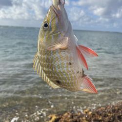Silver Kings Kayak Charters