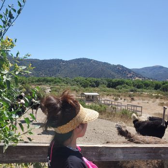 Ostrichland USA - Attraction Farms Near Me - Solvang, California