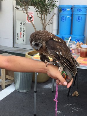 ØL by Oslo Brewing Co. by null