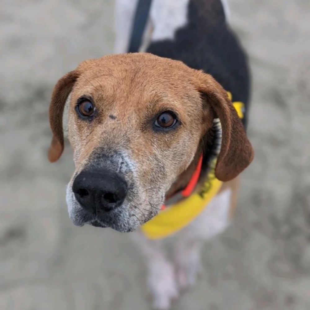 Doc Williams Spca Cypress Gardens Road Moncks Corner Sc Fasci Garden