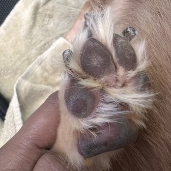 Belle's Boarding and Bath - Nails and Paw Pad Care. - Pet Groomers Near Me - Los Angeles, California