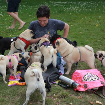 Alta Plaza Park - Pug Sunday September 2011 - Parks Near Me - San Francisco, California Alta Plaza Park - Pug Sunday September 2011 - Parks Near Me - San Francisco, California