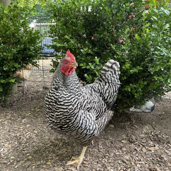 The Art Barn - Chicken - Kids Activities Near Me - Canton, Georgia