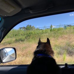 Pooch Park at Pullman - Depressed dog because he was unaware he needed a keycard.  Would have paid, but it's Saturday. Off to Moscow then Ponderay dog park.