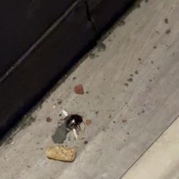 Dead roach on the floor disgusting. Dead roach on the floor disgusting.