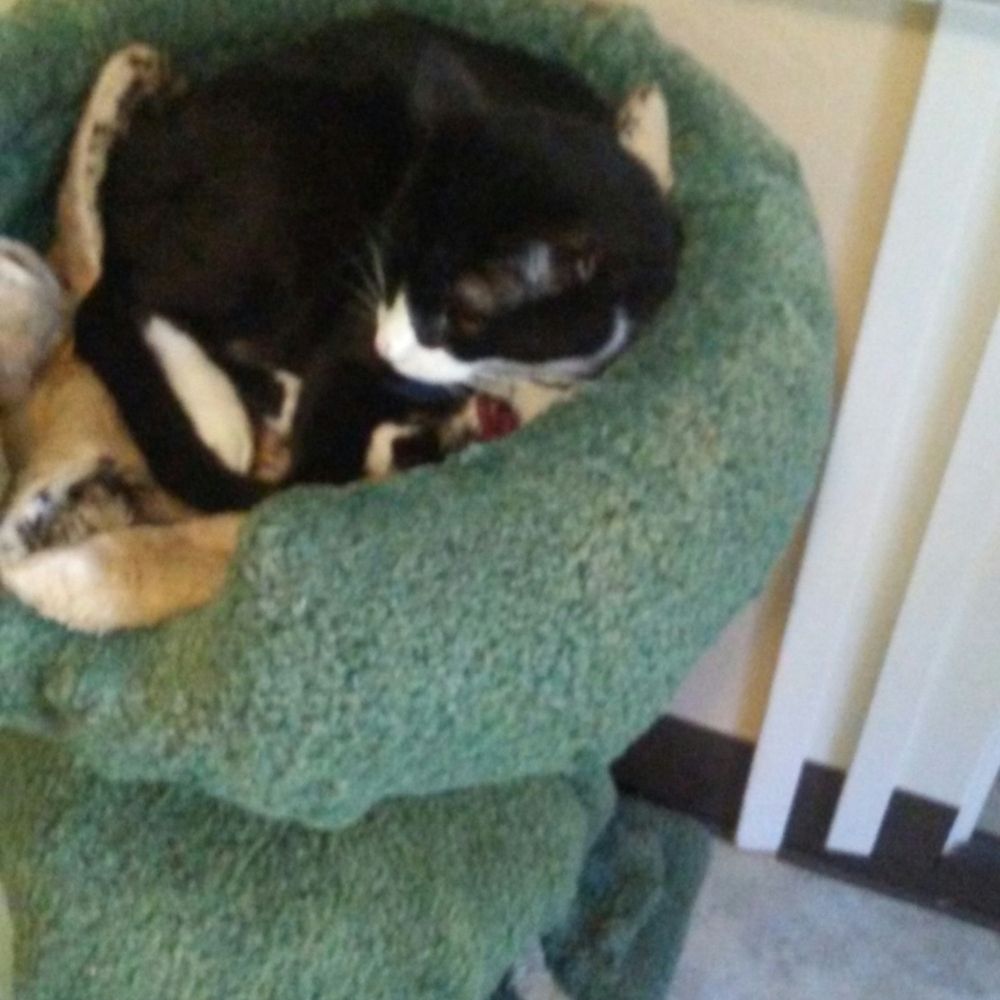 Meet Panda! He is a talker! And such a snuggle bug :) He needs to be the only kitty, so he can get all your love!