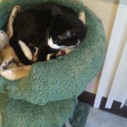 Meet Panda! He is a talker! And such a snuggle bug :) He needs to be the only kitty, so he can get all your love!
