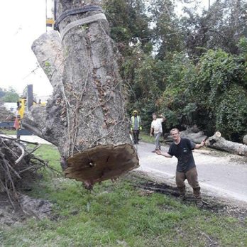 Old Timey Trees - Hurricane season can be disastrous, but one call and I will be on my way to assist. - Tree Services Near Me Old Timey Trees - Hurricane season can be disastrous, but one call and I will be on my way to assist. - Tree Services Near Me