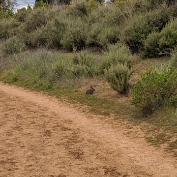 PG&E Trail - Bunny - Hiking Near Me - Cupertino, California