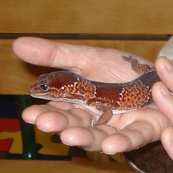 Amazonia - Fat Tailed Gecko, Amazonia