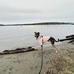 Pritchard Island Beach