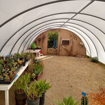 China Ranch Date Farm - Interior of Greenhouse. Some plants for sale. - Ranches Near Me - Tecopa, California