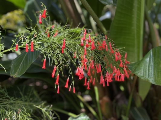 Rawlings Conservatory by null