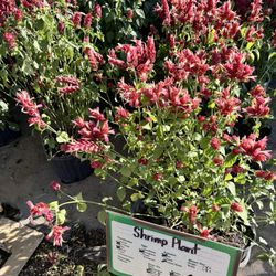 Galloway Farm Nursery