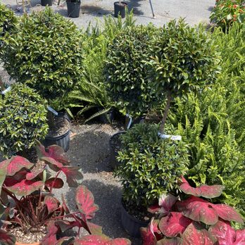 Polk's Plus - a variety of potted plants - Farmers Market Near Me - Pooler, Georgia