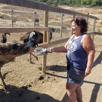 Ostrichland USA - Mom feeding a emu - Attraction Farms Near Me - Solvang, California Ostrichland USA - Mom feeding a emu - Attraction Farms Near Me - Solvang, California