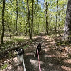 Shelton Dog park