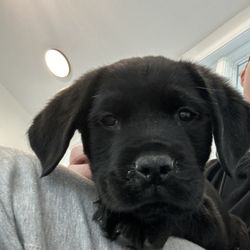 Shoreline Veterinary Hospital - Dog