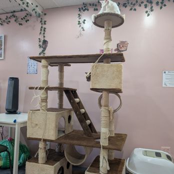 Whiskers Cat Cafe - Pet Adoption Near Me - Philadelphia, Pennsylvania Whiskers Cat Cafe - Pet Adoption Near Me - Philadelphia, Pennsylvania