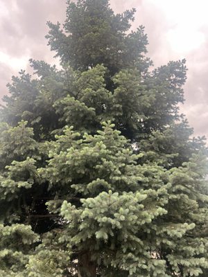 Hills Tree and Shrub