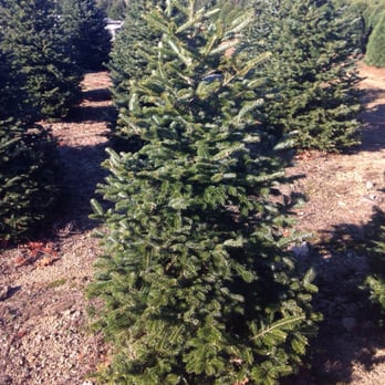 Henry's Christmas Tree Farm - Christmas Trees Near Me - Hope, Rhode Island Henry's Christmas Tree Farm - Christmas Trees Near Me - Hope, Rhode Island