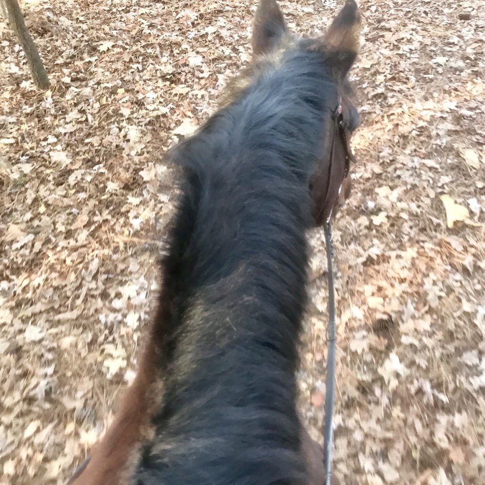 Hidden Spring Farm - Horseback Riding Near Me - Knightdale, North Carolina