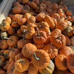 Davis Ranch, LLC - Pumpkins