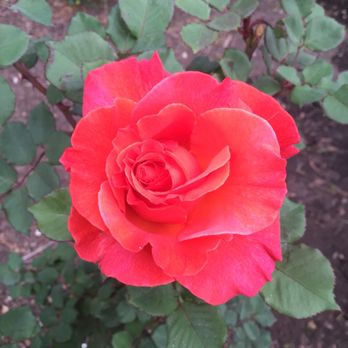 Rose Garden - Botanical Gardens Near Me - El Paso, Texas
